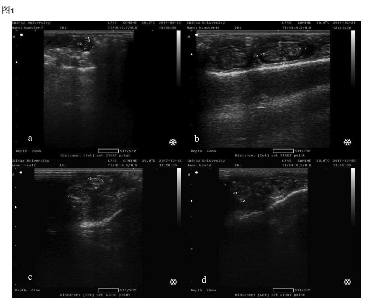 Pregnancy ultrasound detection of hamsters(图2)