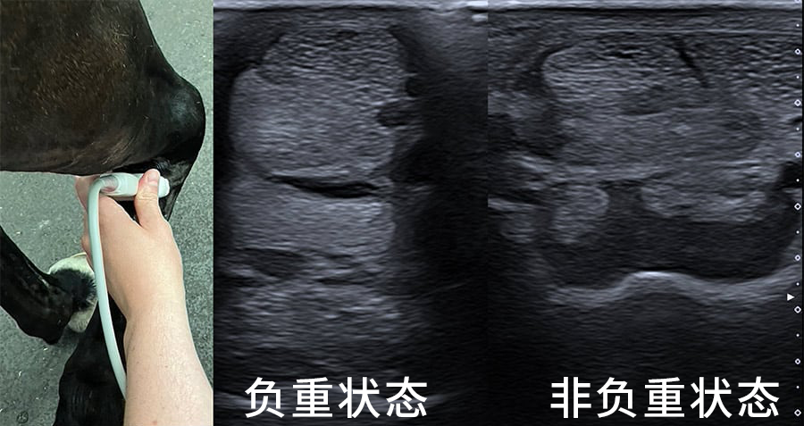 How to improve the image clarity of horse suspensory ligament ultrasound detection(图1)