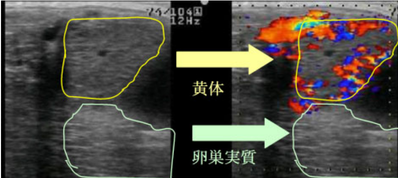 Doppler horse ultrasound machine for ultrasound detection(图3)