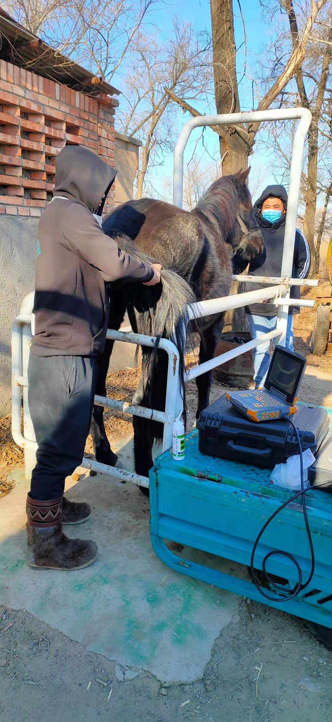 Doppler horse ultrasound machine for ultrasound detection(图2)