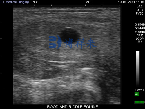 Doppler horse ultrasound machine for ultrasound detection