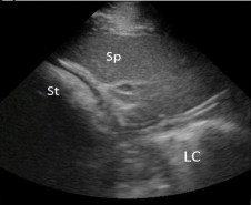 Animal B-ultrasound machine for abdominal ultrasound detection of horses(图2)