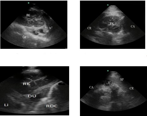 Animal B-ultrasound machine for abdominal ultrasound detection of horses(图3)