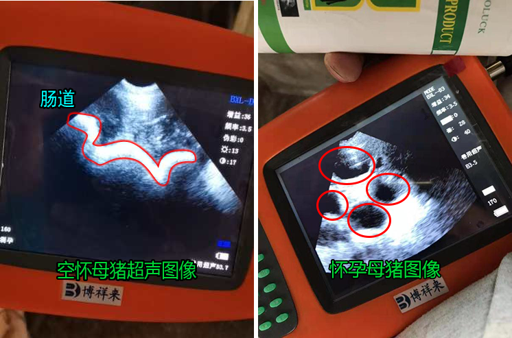 Ultrasound detection of sow ovaries using animal B-ultrasound machine