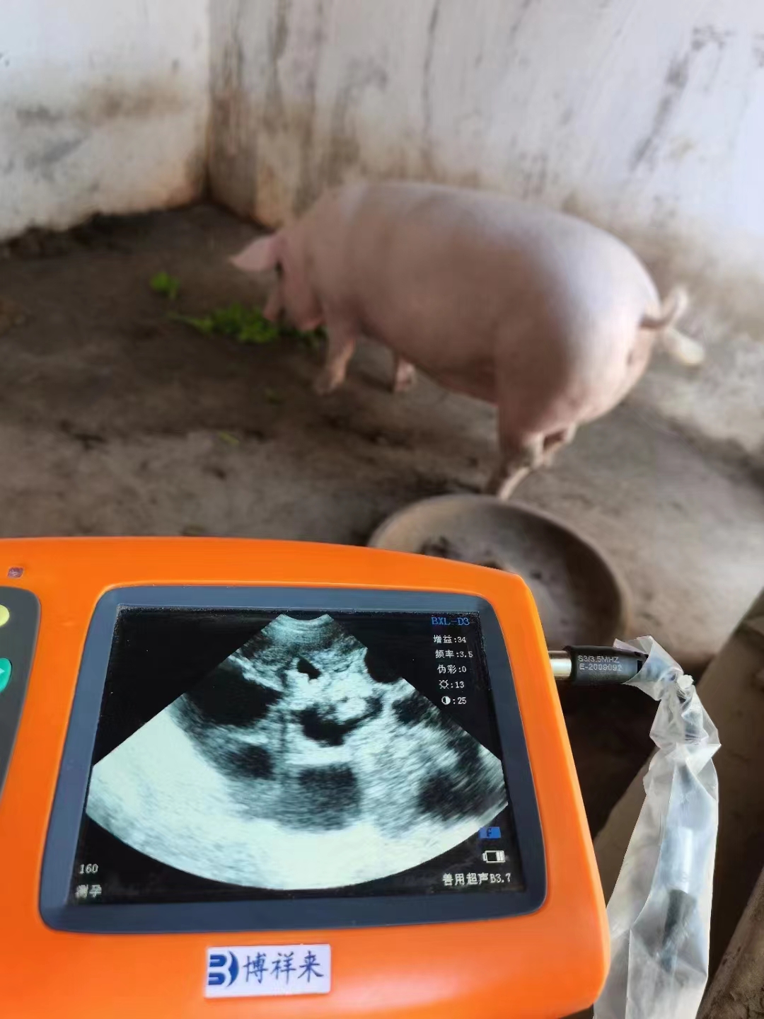 How to choose a suitable B-ultrasound machine for pig farms? Manufacturers recommend(图1)