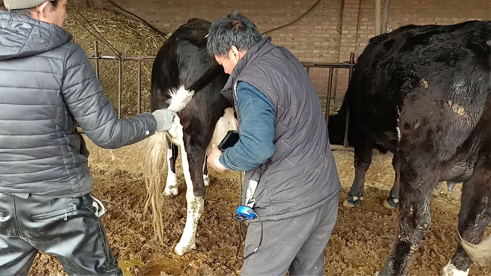 Prices of wired and wireless ultrasound machines for cows