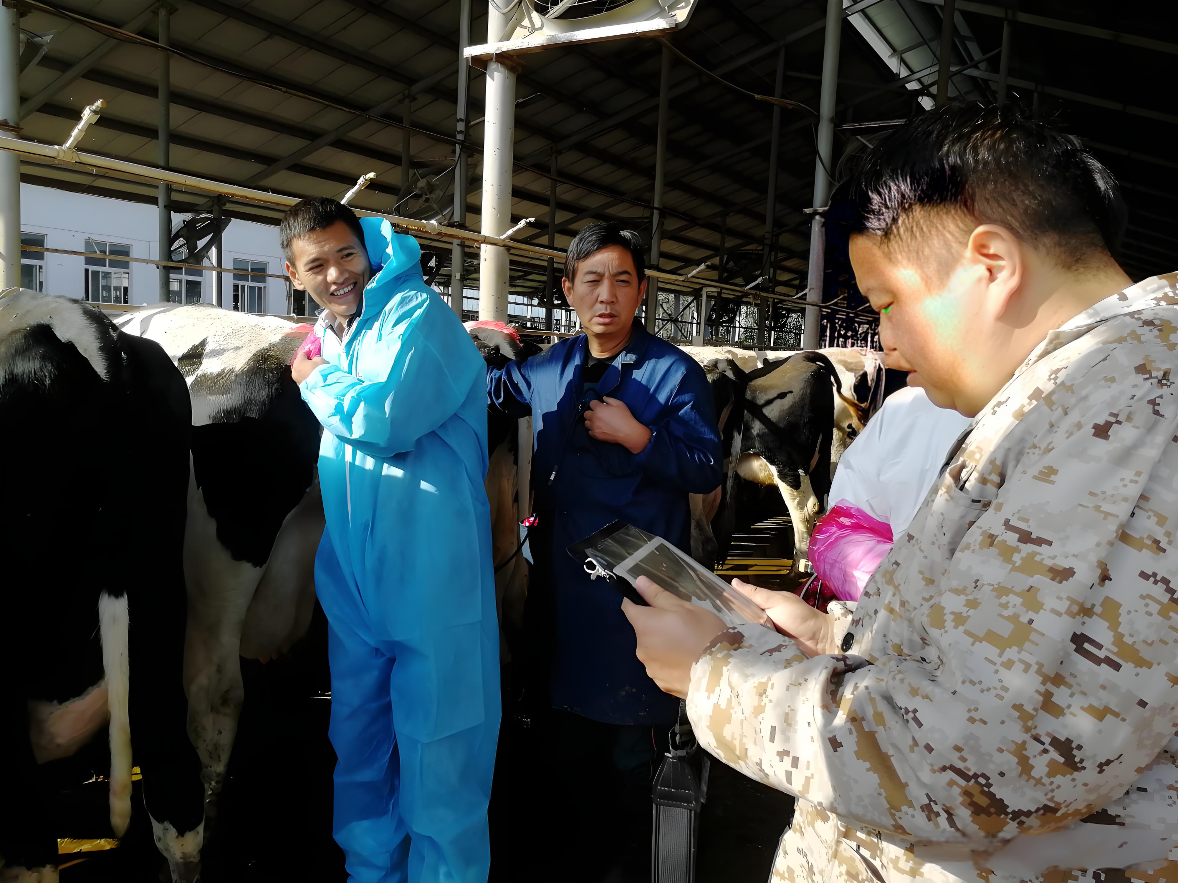 Using B-ultrasound to improve the reproductive rate of imported cows(图1)