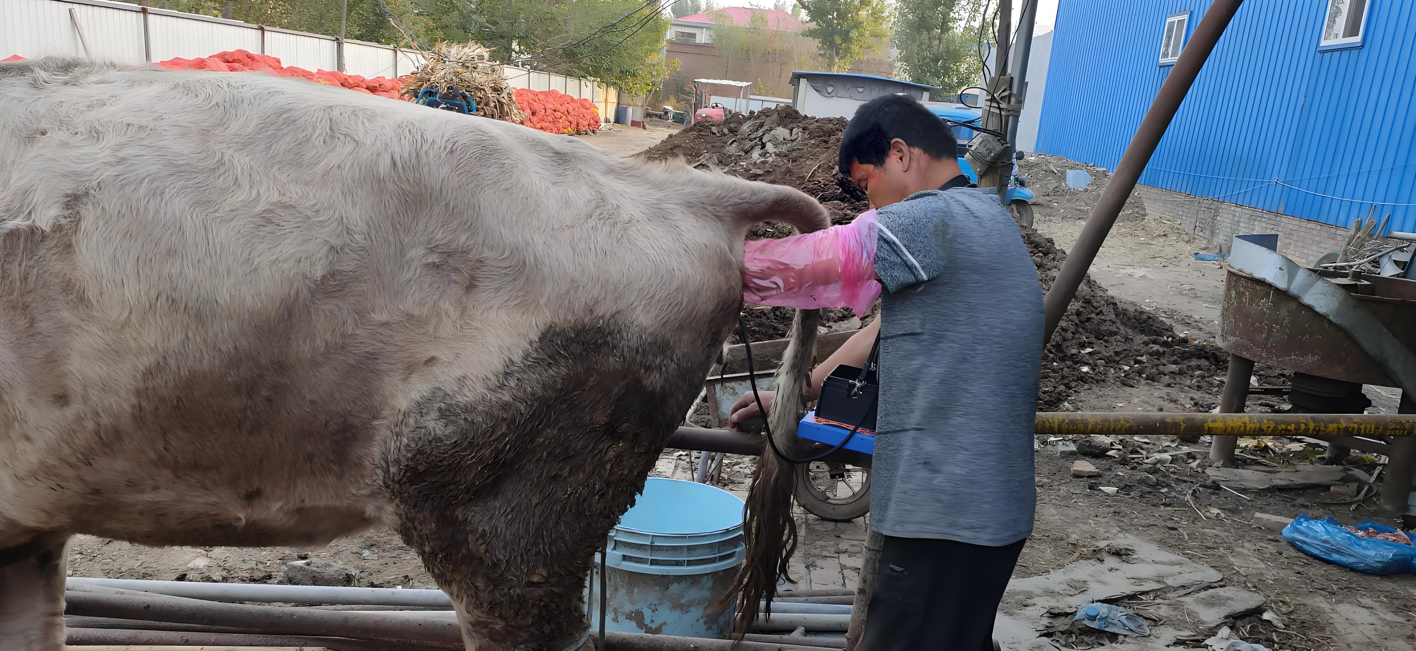 The effect of B-ultrasound on uterine prolapse surgery in imported cows(图1)