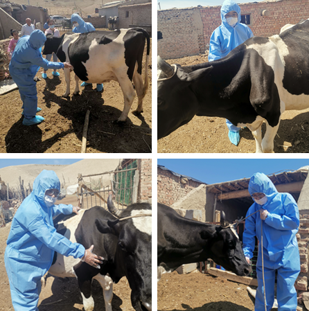 Debugging of several modules in the animal B-ultrasound system