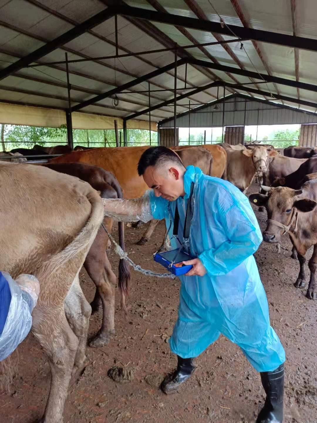 The process of using ultrasound to examine the gallbladder and kidneys of cows