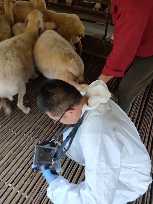 Observation of Various Aspects of Breastfeeding ewes after Supplementing with B-Ultrasound in Sheep