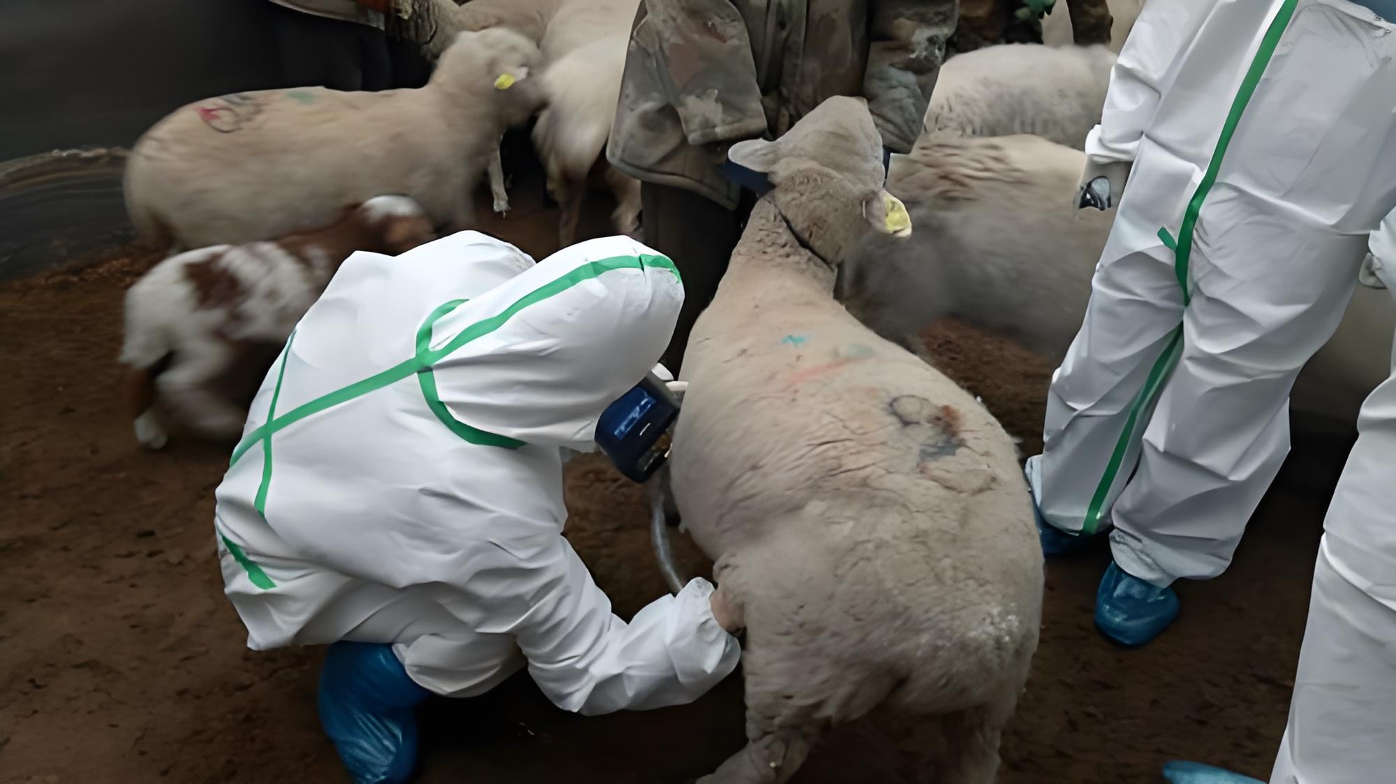 Examination and determination of backfat and follicles in ewes using B-ultrasound(图1)