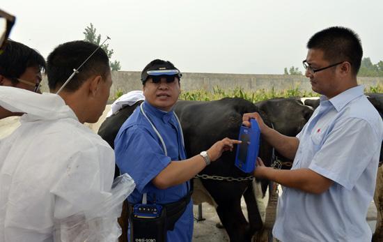 Ultrasound is used to prevent difficult delivery caused by illness in cows(图1)