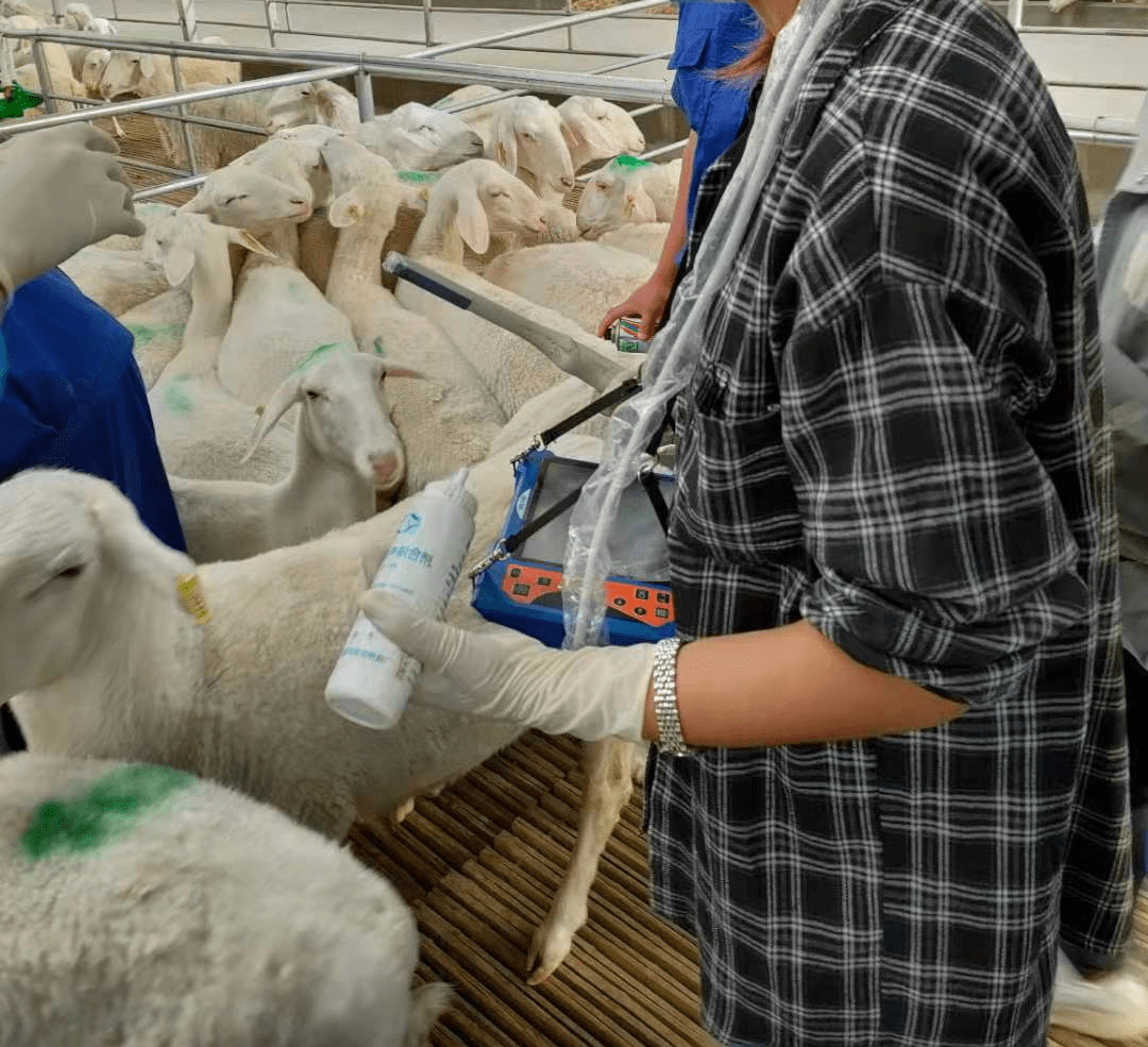 Sheep use B-ultrasound to prevent milk loss in ewes fed in captivity(图1)