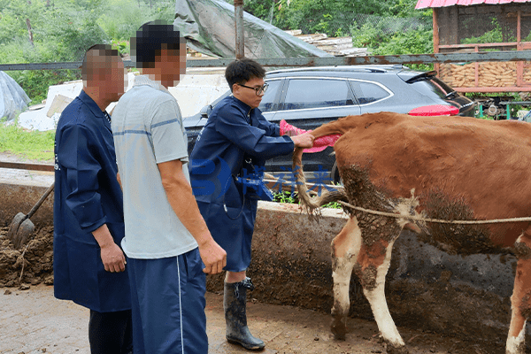 The role of B-ultrasound in preventing diarrhea in calves(图1)