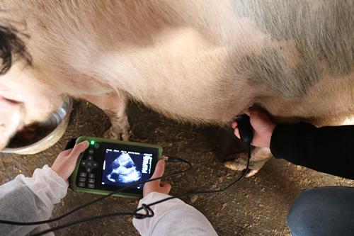 The help of B-ultrasound for imported cattle in summer management of cattle farms