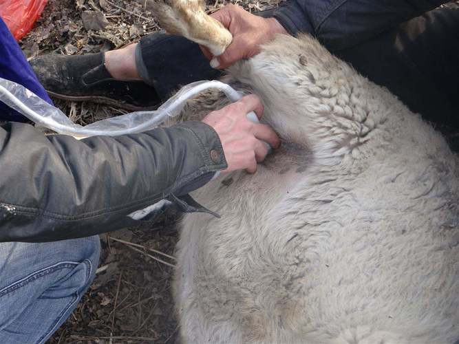 The effect of inducing estrus in sheep using B-ultrasound monitoring on ewes