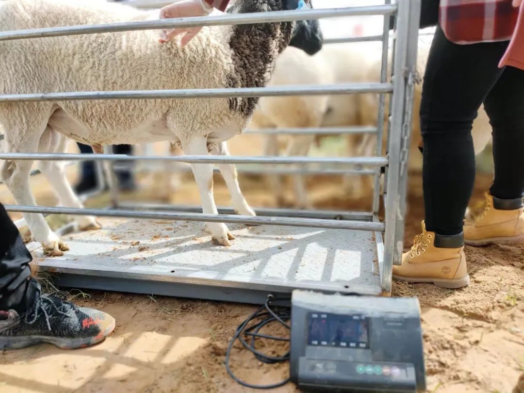 The role of sheep ultrasound in daily management of ewes