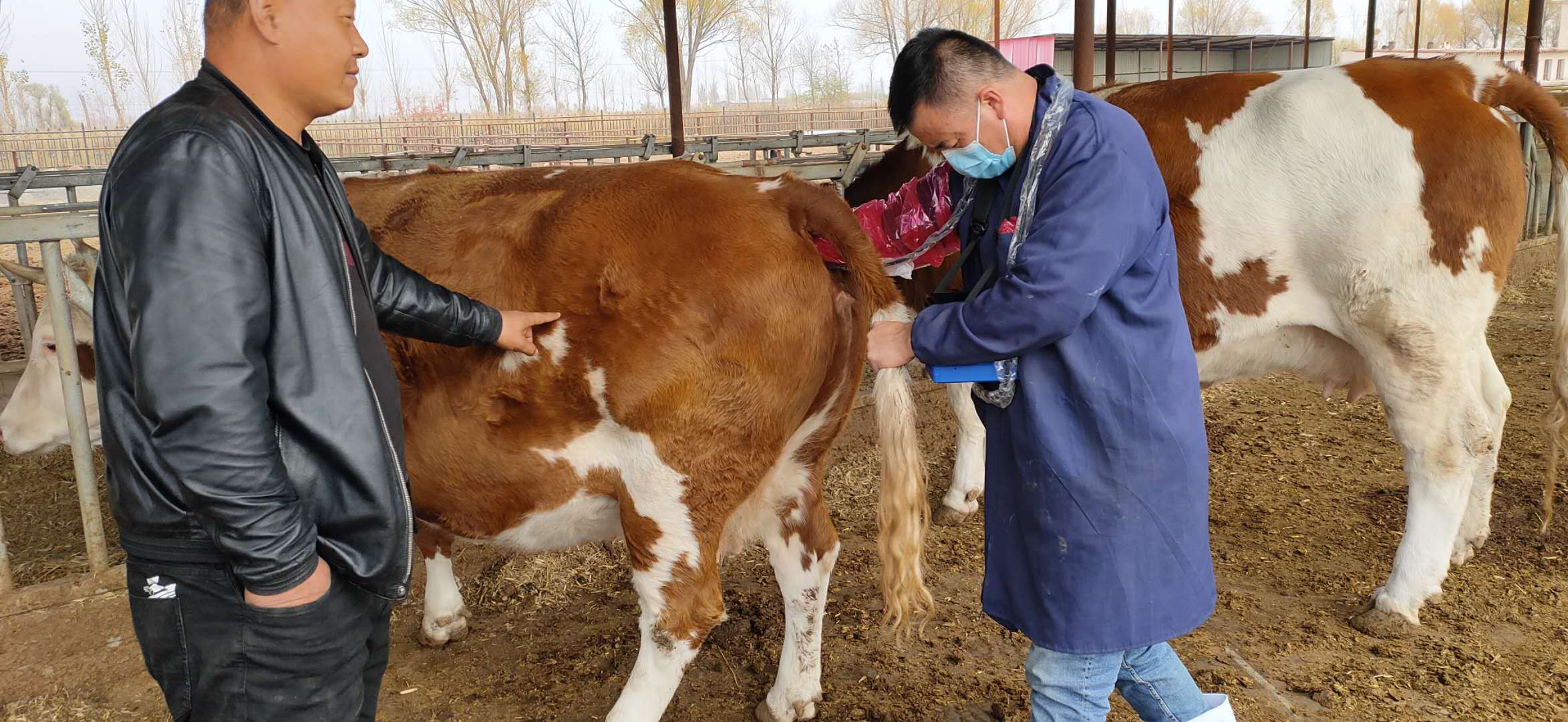 Exploration of right-sided displacement in the true stomach of imported cows using B-ultrasound(图1)