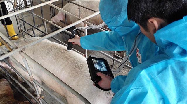 Monitoring intramuscular fat in the forelimbs of beef cattle using B-ultrasound