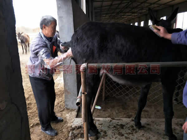 Animal ultrasound for live egg collection from cows