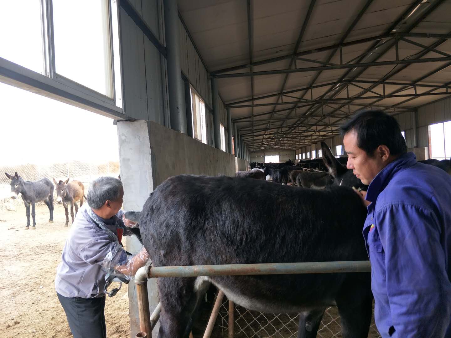 Observation of Ovarian Changes in Postpartum ewes by Veterinary Ultrasound(图1)