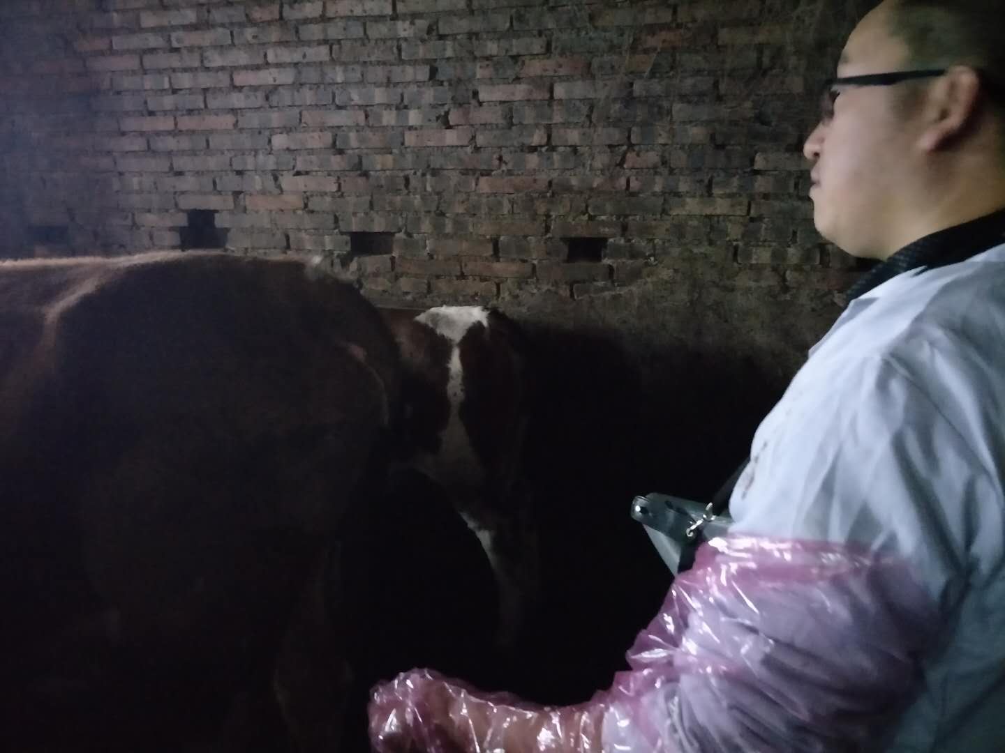 The role of imported cattle ultrasound in autumn cow breeding