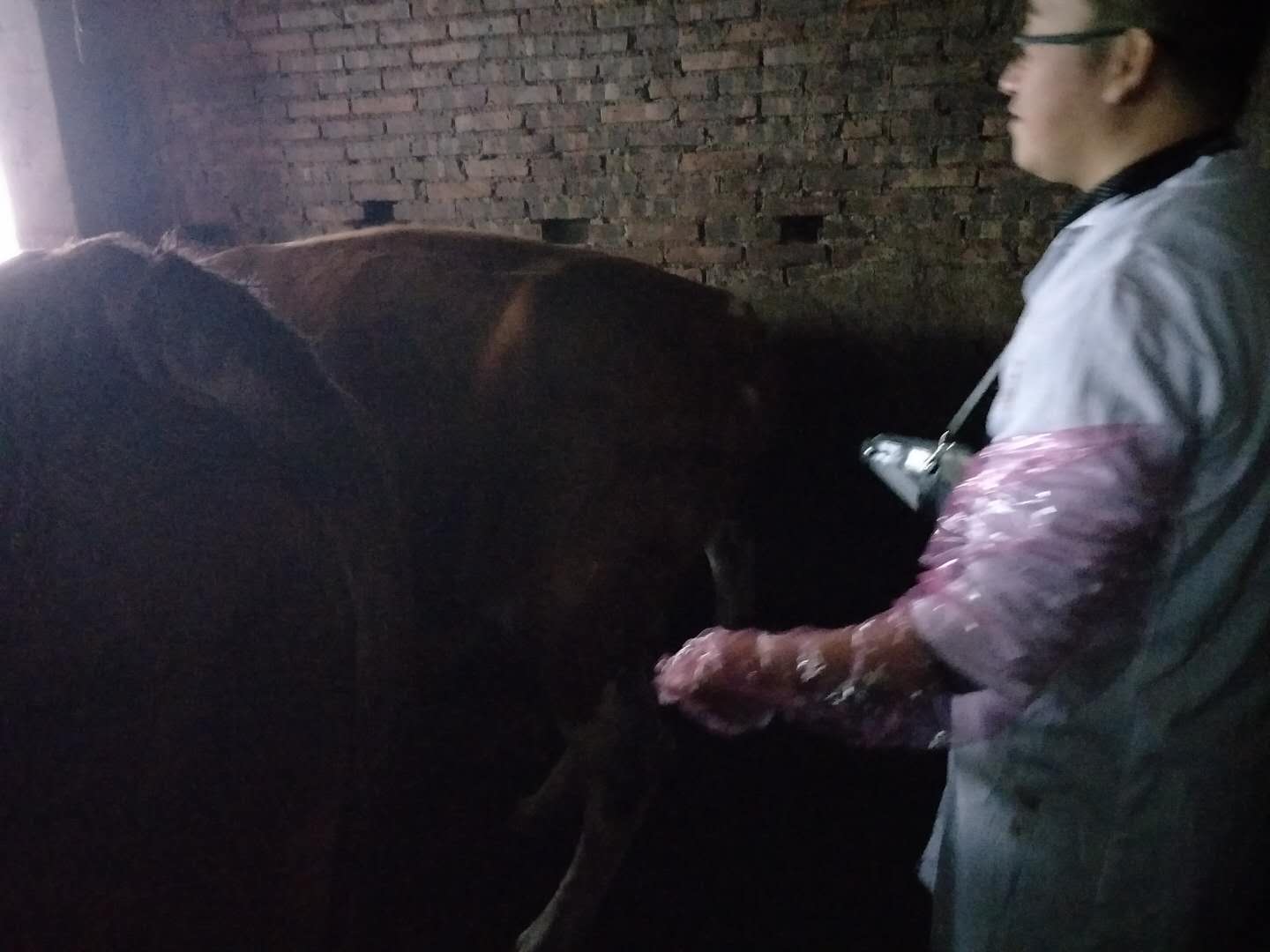 Non-Invasive Diagnostic Procedure Used to Determine if a Cow is Pregnant