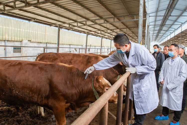 Methods for diagnosing early pregnancy in dairy cows on farms(图1)