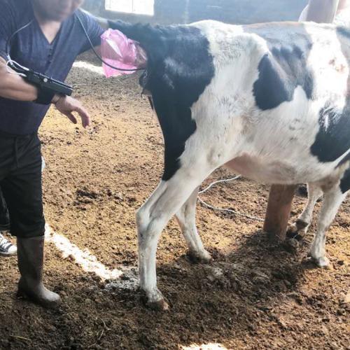 The harm of ketosis in periparturient dairy cows(图1)