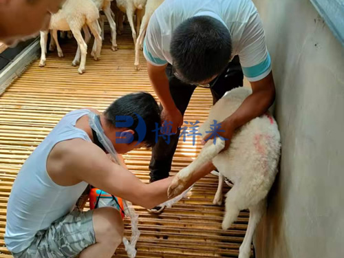 The role of sheep B-ultrasound machine in pregnancy detection of small ruminants(图1)