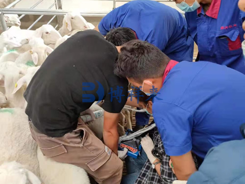 When do sheep usually use B-ultrasound for carcass testing(图1)