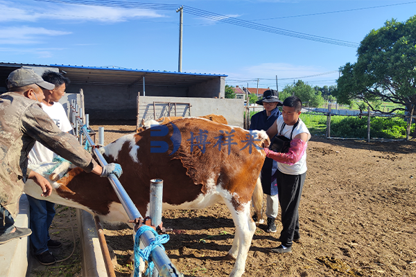 Detection of twin pregnancy in cows using animal B-ultrasound machine