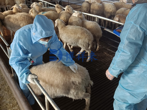 How to operate a B-ultrasound machine for rectal examination in sheep?