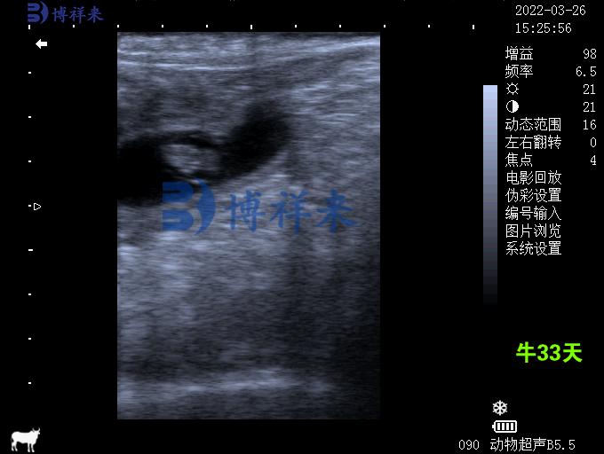 Ultrasound characteristics of pregnant cows detected by B-ultrasound at different days(图2)