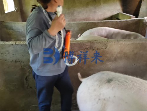 Detection of backfat thickness in late pregnancy reserve sows using B-ultrasound machine in pigs(图1)