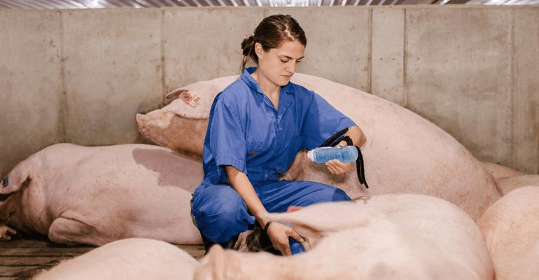 Observation of the uterine body of sows using B-ultrasound in pigs(图1)