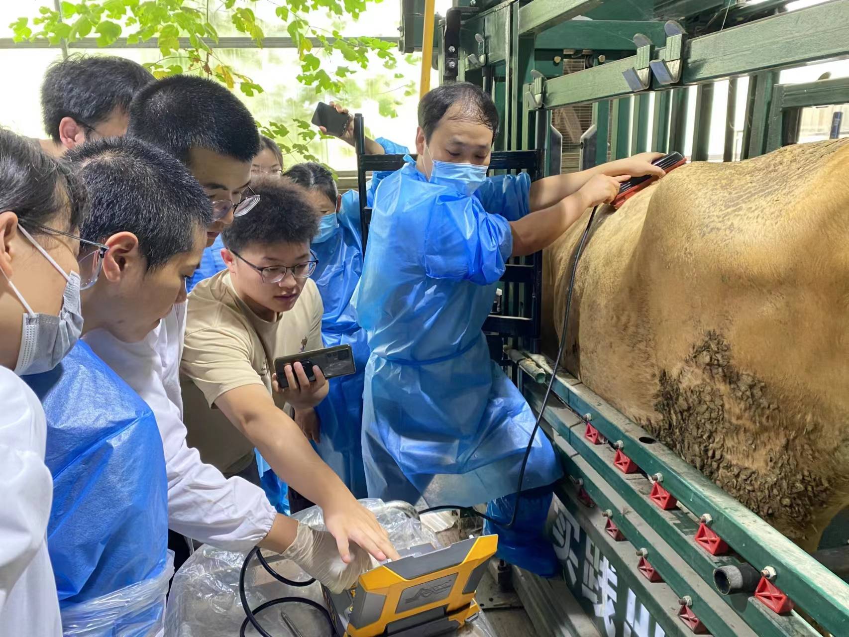 The significance of B-ultrasound detection of sheep backfat eye muscle area(图1)