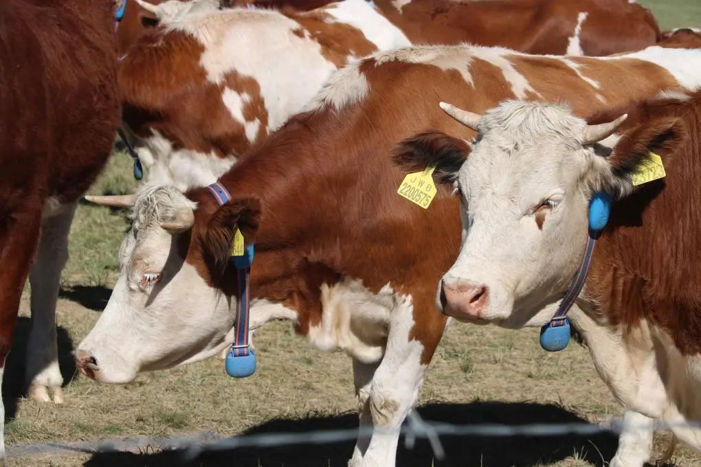 The frequency of cow live egg collection using OPU live egg collection instrument