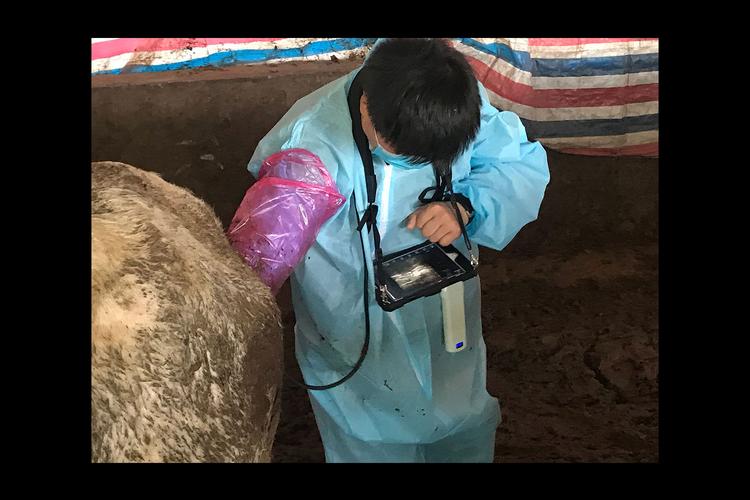 The correlation between sheep eye muscle area and lean meat percentage measured by backfat analyzer