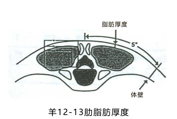 Sheep backfat analyzer for live detection of sheep(图1)