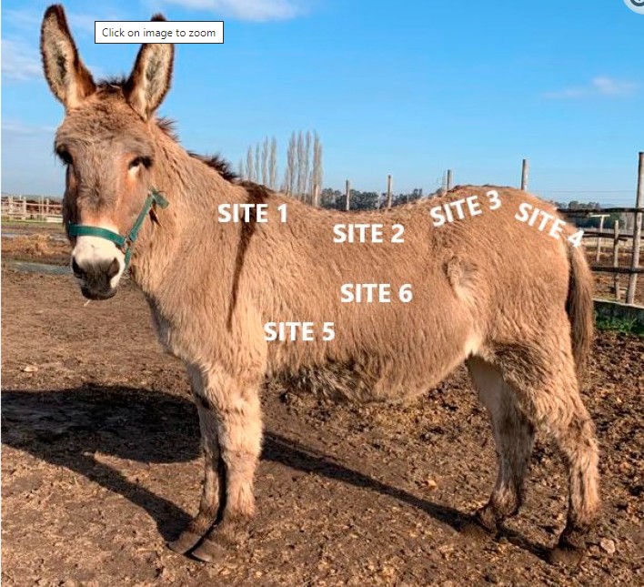 Animal B-ultrasound machine detects the thickness of donkeys backfat(图1)