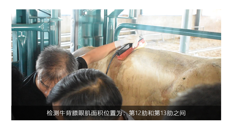 The role of backfat analyzer in beef cattle breeding process(图1)