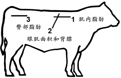 The role of backfat analyzer in beef cattle breeding process(图2)