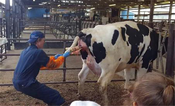 Application of veterinary B-ultrasound in the whole process of dairy cow delivery