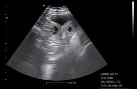 Pregnant Dog Ultrasound Cost: What to Expect and Why It’s Important  As a dog owner, confirming and monitorin(图1)