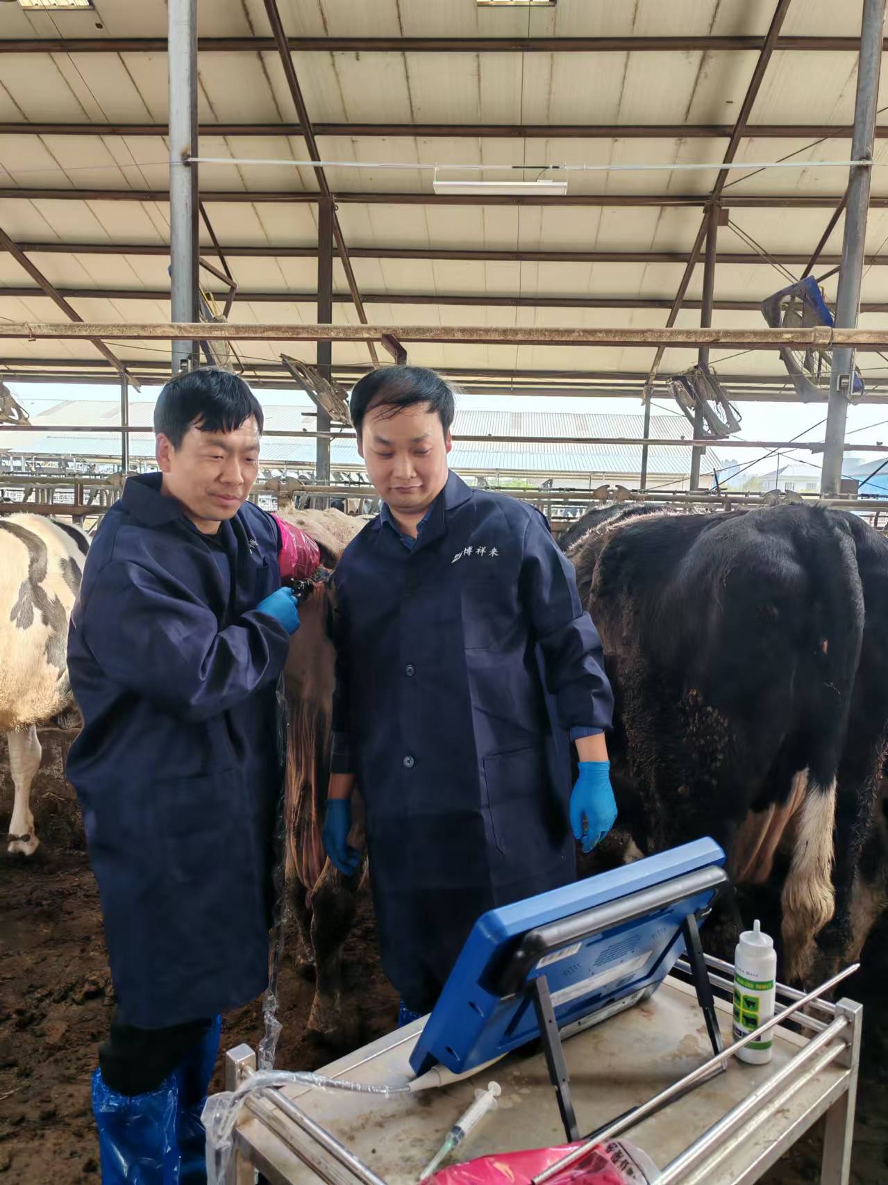 BXL Veterinary Ultrasound Cattle Egg Collection Instrument Price(图3)