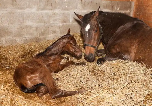 Ultrasound Indicators of Health in Pregnant Horses During Early Gestation