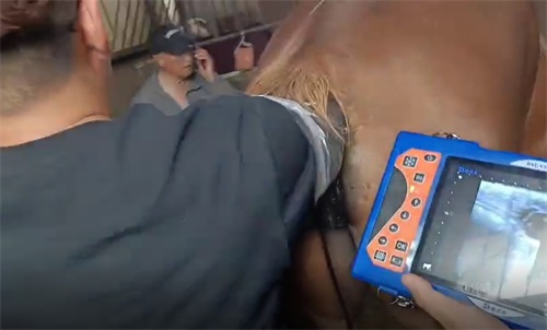 Farms Check Mare Fetal Heartbeats With Portable Ultrasound