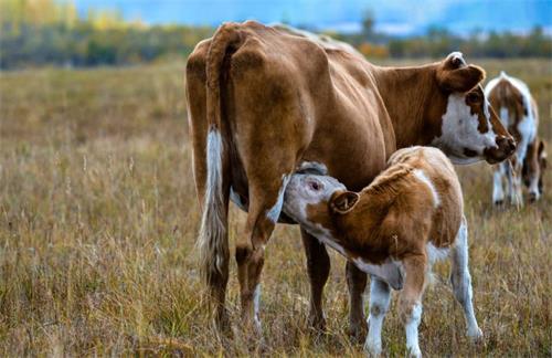 The Difference Between Large Animal Ultrasound and Pet Ultrasound(图4)